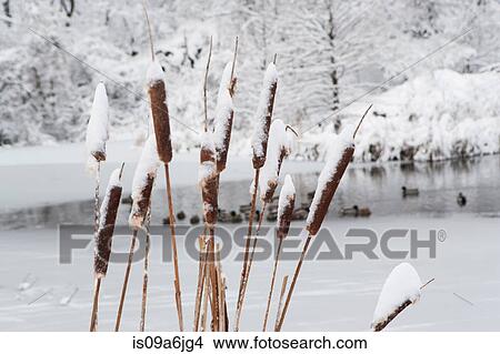 Close up of snowy reeds View Large Photo Image Picture - Close up of snowy reeds. Fotosearch
