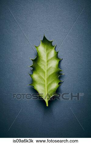 Stock Image - Close up of spiny leaf. Fotosearch
