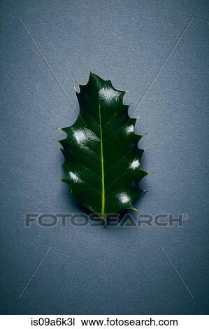Green holly leaf View Large Photo Image Stock Image - Green holly leaf. Fotosearch