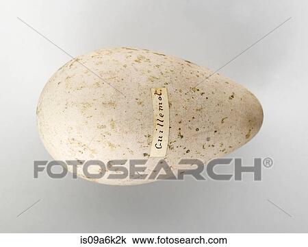 Old egg labeled 'Guillemot' View Large Photo Image Stock Image - Old egg labeled 'Guillemot'. Fotosearch