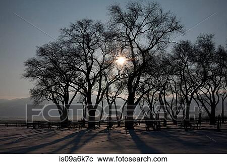 Stock Image - Silhouette of trees in rural landscape. Fotosearch