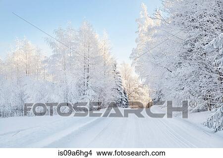 Picture - Snow covered trees and rural road. Fotosearch