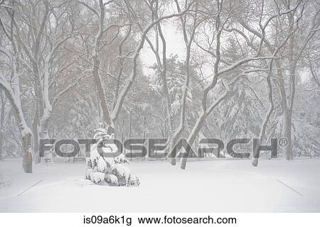 Snow covered trees in park View Large Photo Image Stock Image - Snow covered trees in park. Fotosearch