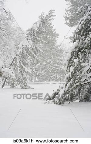 Snow covered trees in park View Large Photo Image Stock Image - Snow covered trees in park. Fotosearch