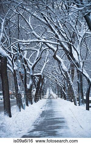 Stock Photograph - Snowy trees on city street. Fotosearch