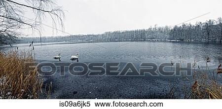 Swans floating on still rural lake View Large Photo Image Stock Photography - Swans floating on still rural lake. Fotosearch