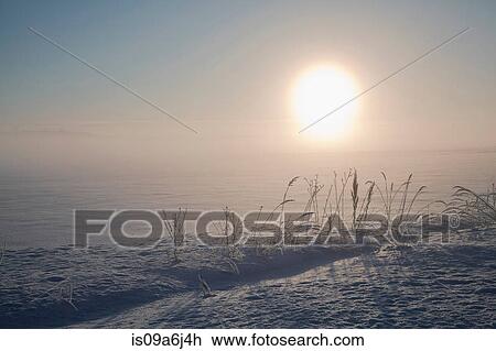 Tall grass in snowy field View Large Photo Image Stock Image - Tall grass in snowy field. Fotosearch