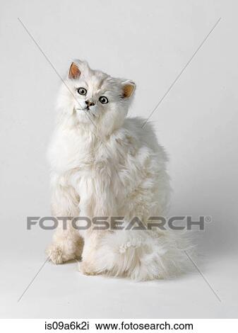 Taxidermied cat with head tilted View Large Photo Image Stock Image - Taxidermied cat with head tilted. Fotosearch