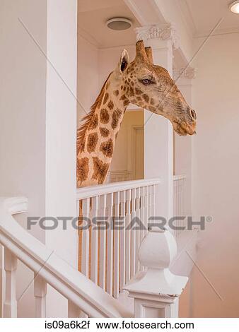 Taxidermied giraffe head in hallway View Large Photo Image Stock Image - Taxidermied giraffe head in hallway. Fotosearch