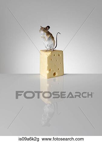 Taxidermied mouse on piece of cheese View Large Photo Image Stock Image - Taxidermied mouse on piece of cheese. Fotosearch