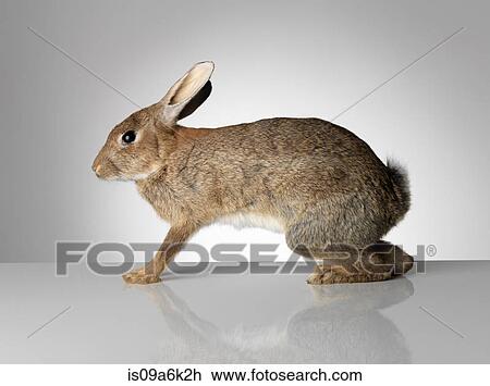 Taxidermied rabbit pouncing View Large Photo Image Stock Image - Taxidermied rabbit pouncing. Fotosearch