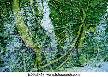 Tree branches underwater View Large Photo Image Stock Photo - Tree branches underwater. Fotosearch