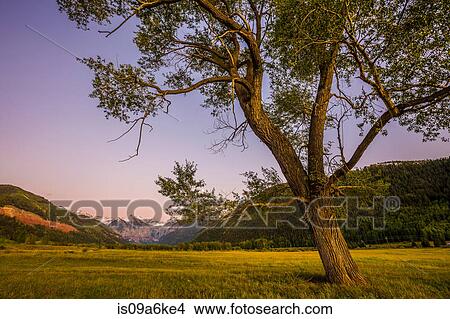 Tree growing in rural landscape View Large Photo Image Picture - Tree growing in rural landscape. Fotosearch