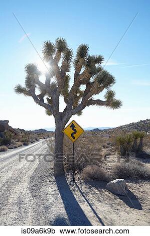 Tree with a twisting road sign around it View Large Photo Image Stock Image - Tree with a twisting road sign around it. Fotosearch