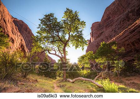 Stock Image - Trees growing in green valley. Fotosearch