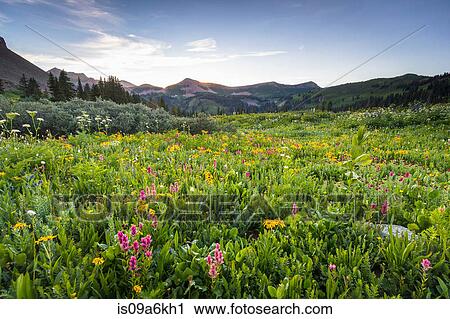 Stock Image - Wildflowers growing in rural field. Fotosearch