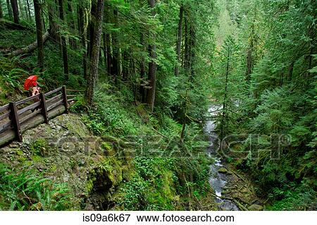 Stock Photo - Woman with umbrella walking in forest. Fotosearch