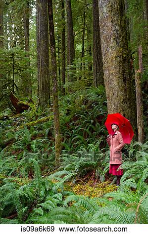 Woman with umbrella walking in forest View Large Photo Image Stock Photo - Woman with umbrella walking in forest. Fotosearch