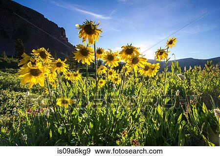 Yellow daisies growing in rural landscape View Large Photo Image Stock Photo - Yellow daisies growing in rural landscape. Fotosearch