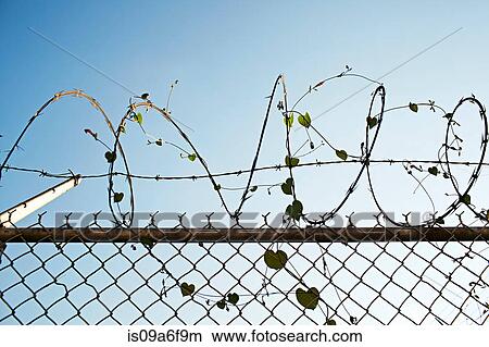 Picture - Barbed wire fence with leaves. Fotosearch