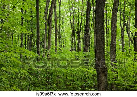 Forest in summer View Large Photo Image Stock Photo - Forest in summer. Fotosearch