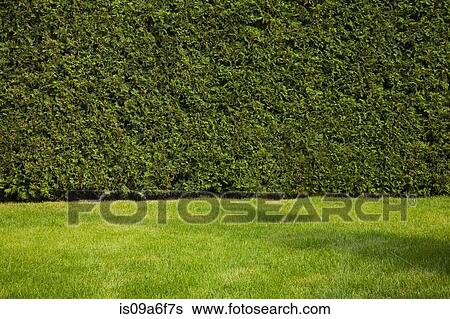 Green lawn and hedge View Large Photo Image Stock Photograph - Green lawn and hedge. Fotosearch
