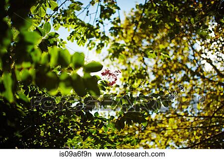 Picture - Green leaves on trees. Fotosearch