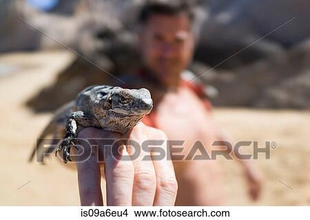 Man with lizard on hand View Large Photo Image Picture - Man with lizard on hand. Fotosearch