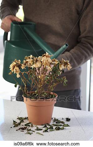 Stock Image - Mature male watering dead houseplant. Fotosearch