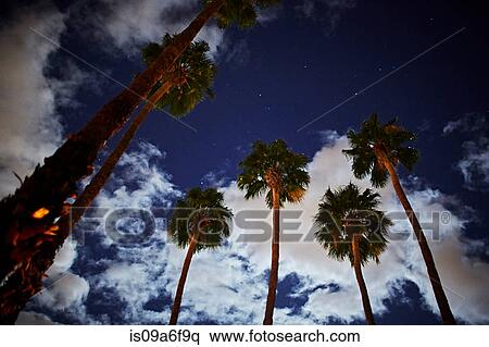 Stock Photography - Palm trees against blue sky, low angle. Fotosearch