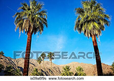 Palm trees against blue sky View Large Photo Image Stock Photograph - Palm trees against blue sky. Fotosearch