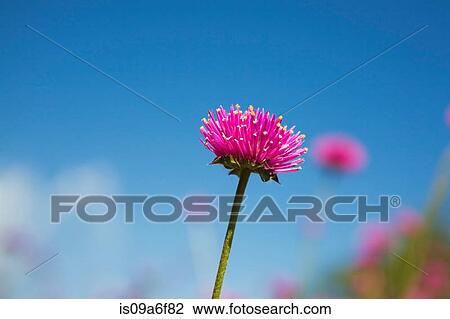 Stock Image - Pink flower. Fotosearch
