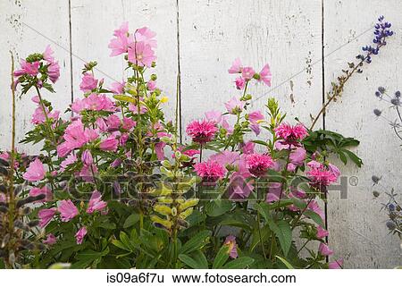 Pink perennial flowers View Large Photo Image Stock Photograph - Pink perennial flowers. Fotosearch