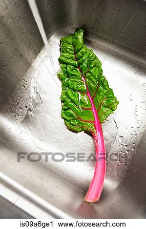 Stock Image - Rainbow chard being washed in sink. Fotosearch