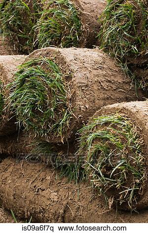Stock Photography - Rolled up turf. Fotosearch