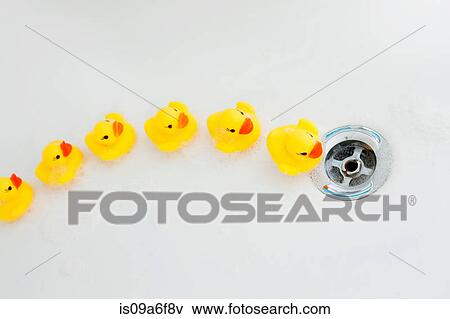 Rubber ducks moving towards plughole in bath View Large Photo Image Stock Photo - Rubber ducks moving towards plughole in bath. Fotosearch
