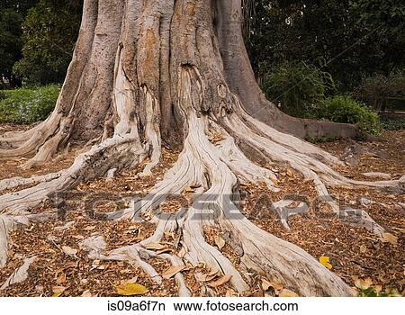 Picture - Rubber tree roots. Fotosearch