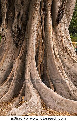 Rubber tree roots View Large Photo Image Picture - Rubber tree roots. Fotosearch