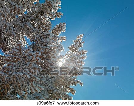 Stock Photo - Snow covered tree against blue sky. Fotosearch