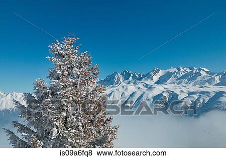 Stock Photo - Snow covered tree with mountains. Fotosearch