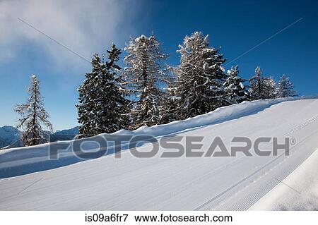 Stock Photo - Snow covered trees on hill. Fotosearch