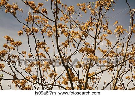 Tree branches with dried leaves View Large Photo Image Picture - Tree branches with dried leaves. Fotosearch