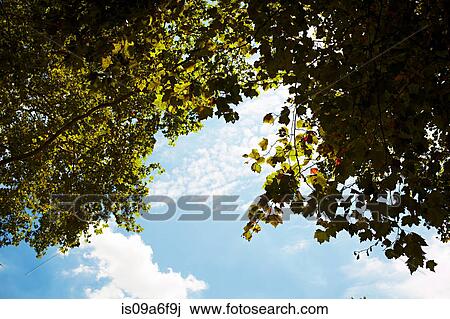 Trees and sky View Large Photo Image Stock Image - Trees and sky. Fotosearch