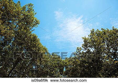 Trees and sky View Large Photo Image Stock Image - Trees and sky. Fotosearch