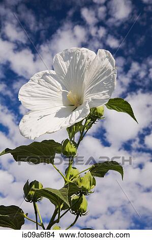 Picture - White hibiscus against cloudy blue sky. Fotosearch