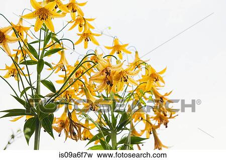 Yellow perennial flowers View Large Photo Image Stock Photo - Yellow perennial flowers. Fotosearch