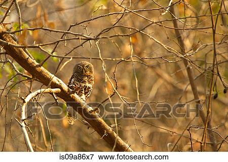 African Barred Owlet, Glaucidium capense, perched in tree View Large Photo Image Stock Photo - African Barred Owlet, Glaucidium capense, perched in tree. Fotosearch