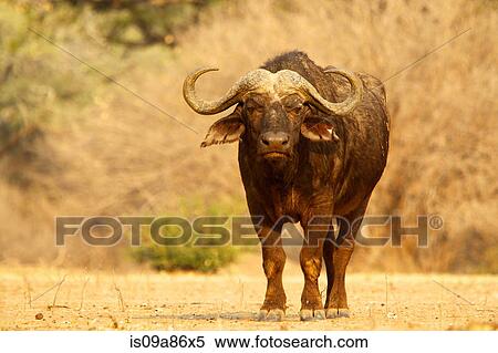 African buffalo, Syncerus caffer, portrait View Large Photo Image Stock Photography - African buffalo, Syncerus caffer, portrait. Fotosearch