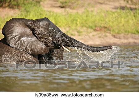 African elephant bathing, Selous National Park, Tanzania, Africa View Large Photo Image Stock Photo - African elephant bathing, Selous National Park, Tanzania, Africa. Fotosearch