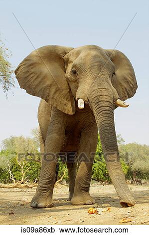 African Elephant, Loxodonta africana, feeding on acacia pods View Large Photo Image Stock Image - African Elephant, Loxodonta africana, feeding on acacia pods. Fotosearch